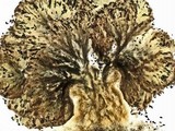 Phaeocalicium populneum image