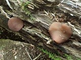 Pachyella clypeata image