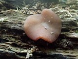 Pachyella clypeata image