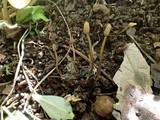 Scleromitrula shiraiana image