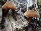 Xeromphalina tenuipes image