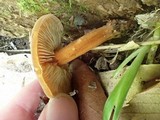 Xeromphalina tenuipes image