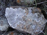 Dimelaena radiata image