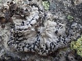 Lasallia hispanica image