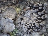 Lasallia hispanica image