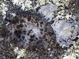 Lasallia hispanica image