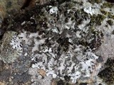 Hypotrachyna afrorevoluta image