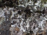 Hypotrachyna afrorevoluta image