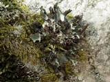 Platismatia glauca image