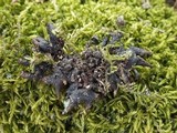 Platismatia glauca image