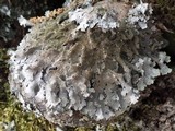 Parmelia saxatilis image