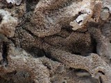 Parmelia saxatilis image