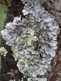 Parmotrema tinctorum image