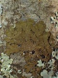 Melanelixia subaurifera image