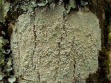 Ochrolechia tartarea image