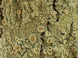 Ochrolechia tartarea image