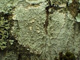 Ochrolechia tartarea image