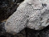 Ochrolechia parella image