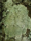 Pertusaria albescens var. albescens image