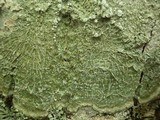 Pertusaria albescens var. albescens image