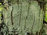 Pertusaria pertusa image