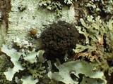 Lobaria amplissima image