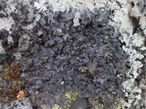 Parmelia omphalodes image