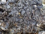 Parmelia omphalodes image