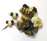 Nivatogastrium nubigenum image