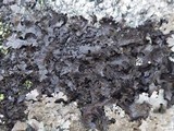 Parmelia omphalodes image