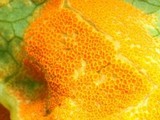Allodus podophylli image