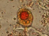 Allodus podophylli image