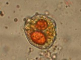 Allodus podophylli image