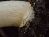 Inocybe xanthomelas image