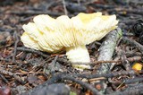 Floccularia luteovirens image