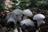 Calocybe gambosa image