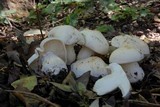 Calocybe gambosa image