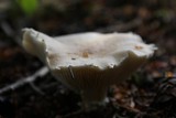 Floccularia luteovirens image