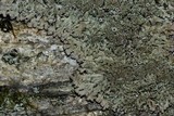 Anaptychia palmulata image