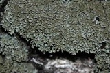 Anaptychia palmulata image