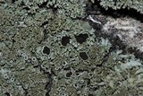 Anaptychia palmulata image