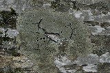 Anaptychia palmulata image