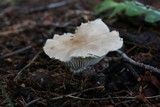 Floccularia luteovirens image