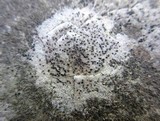 Verrucaria calkinsiana image