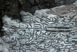 Graphis scripta image