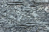 Graphis scripta image
