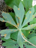 Allodus podophylli image