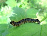 Allodus podophylli image