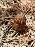 Morchella sextelata image