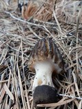 Morchella sextelata image